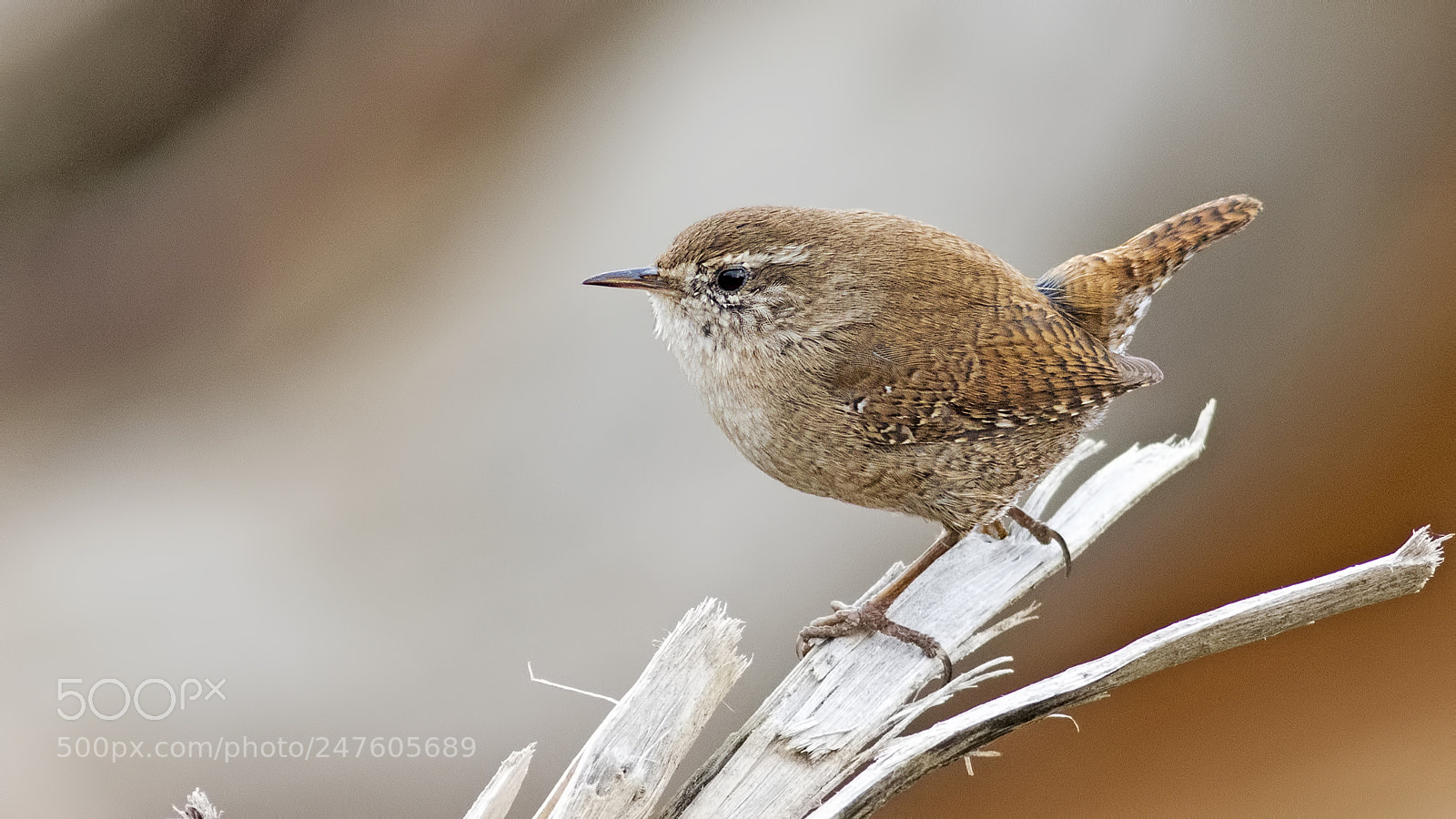 Canon EOS 7D Mark II sample photo. Eurasian wren  photography