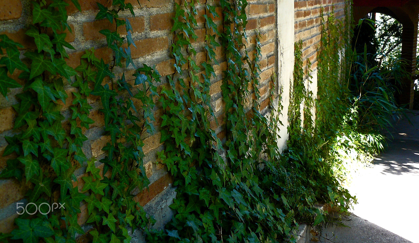 Panasonic DMC-FZ8 sample photo. Vine wall photography