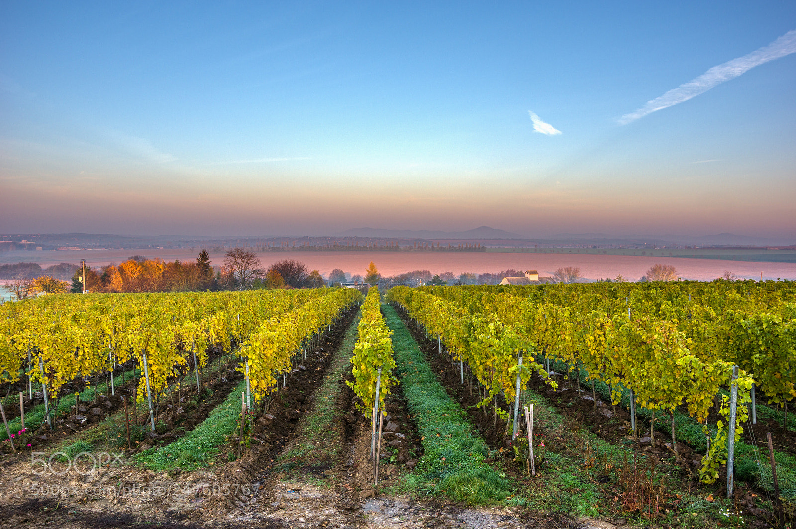 Pentax K-3 II sample photo. Vineyard photography