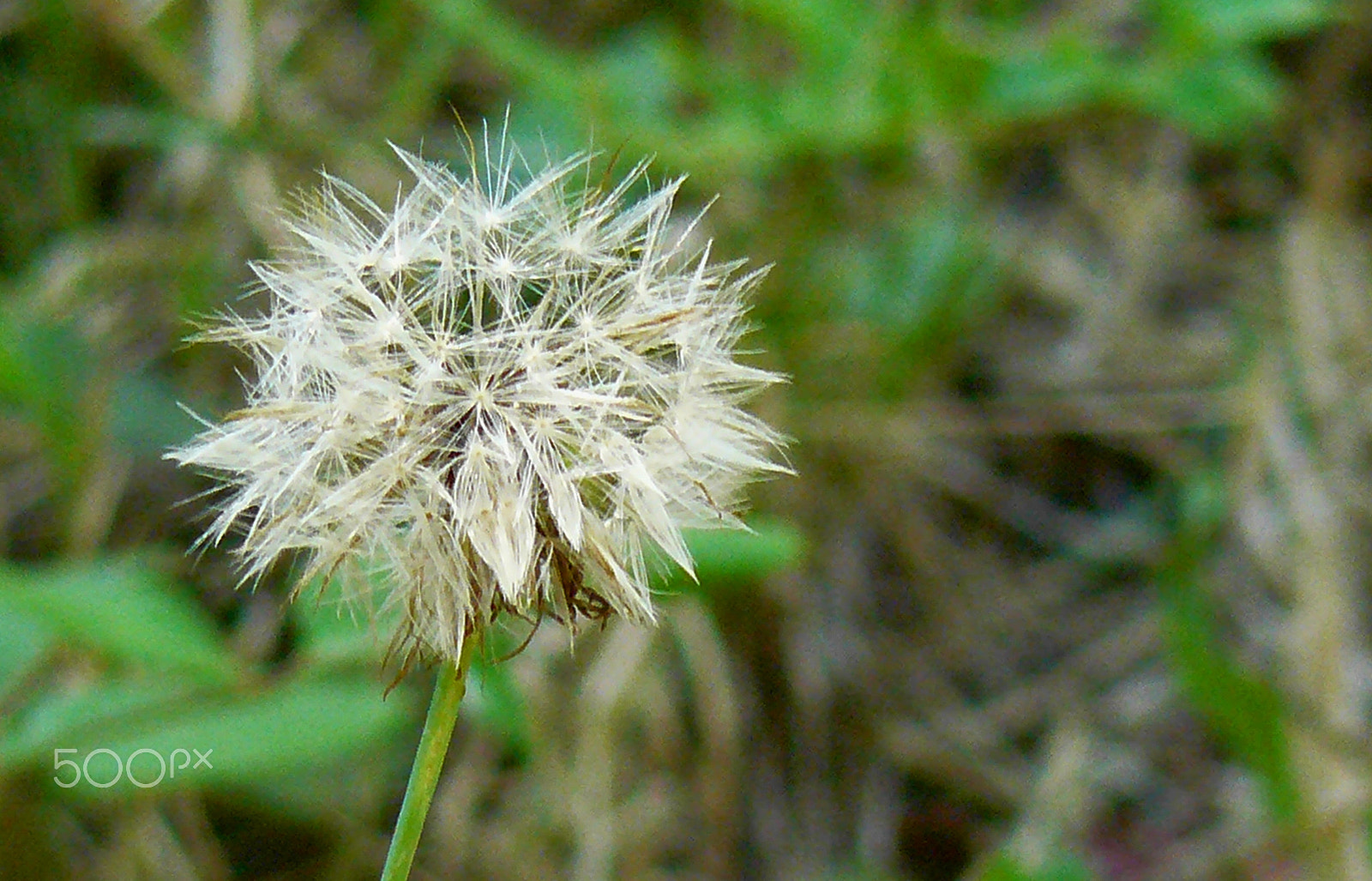 Panasonic DMC-FZ8 sample photo. Make a wish photography