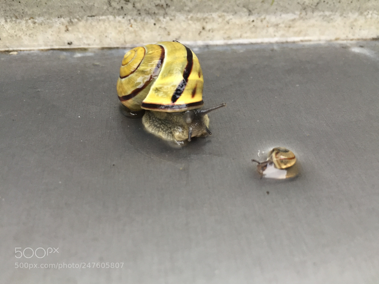 Apple iPhone 6 sample photo. Two slugs waiting for photography