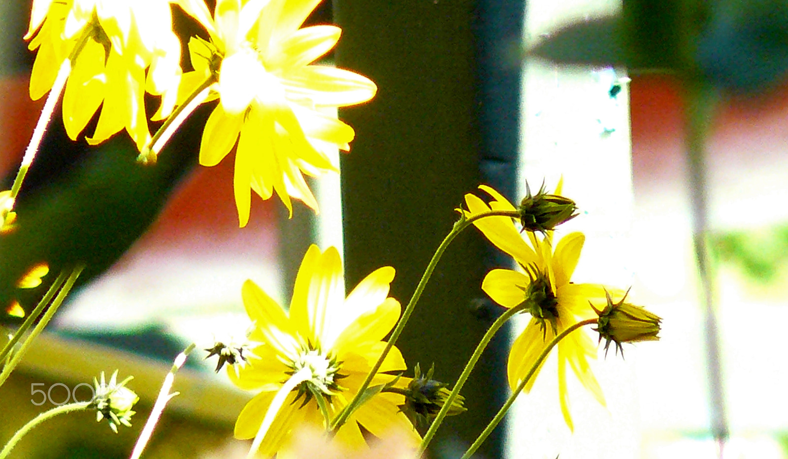 Panasonic DMC-FZ8 sample photo. Yellow daisy photography