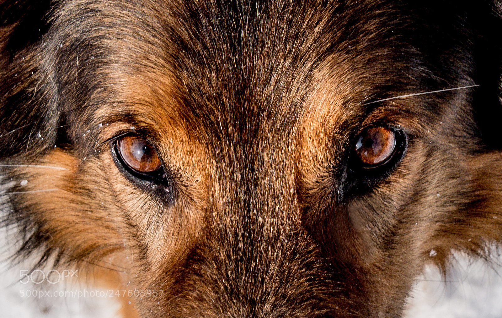 Panasonic DMC-G70 sample photo. The eyes ofemil photography