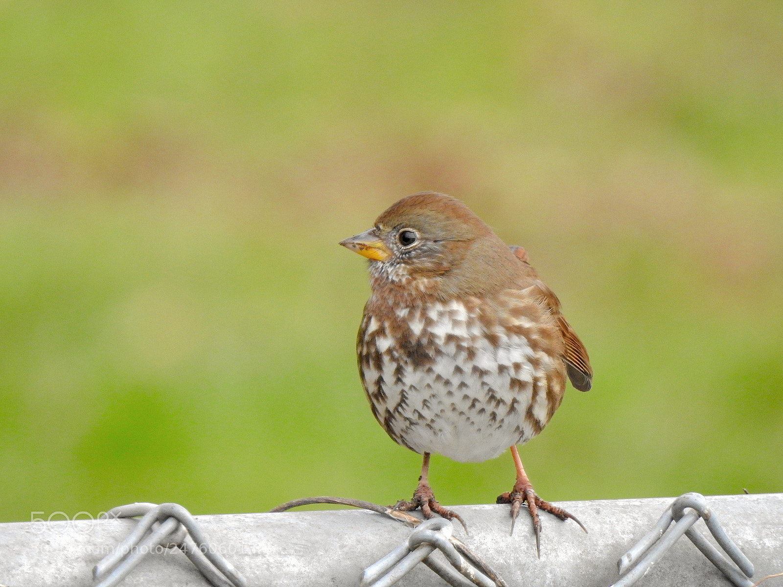 Nikon Coolpix P900 sample photo. Fox sparrow photography