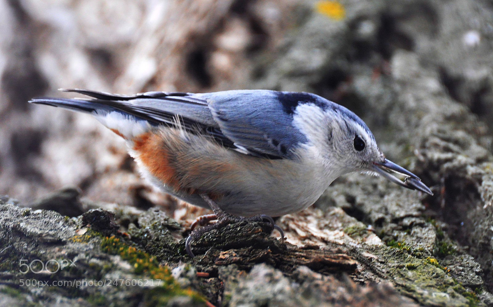 Nikon D90 sample photo. White breasted nuthatch photography