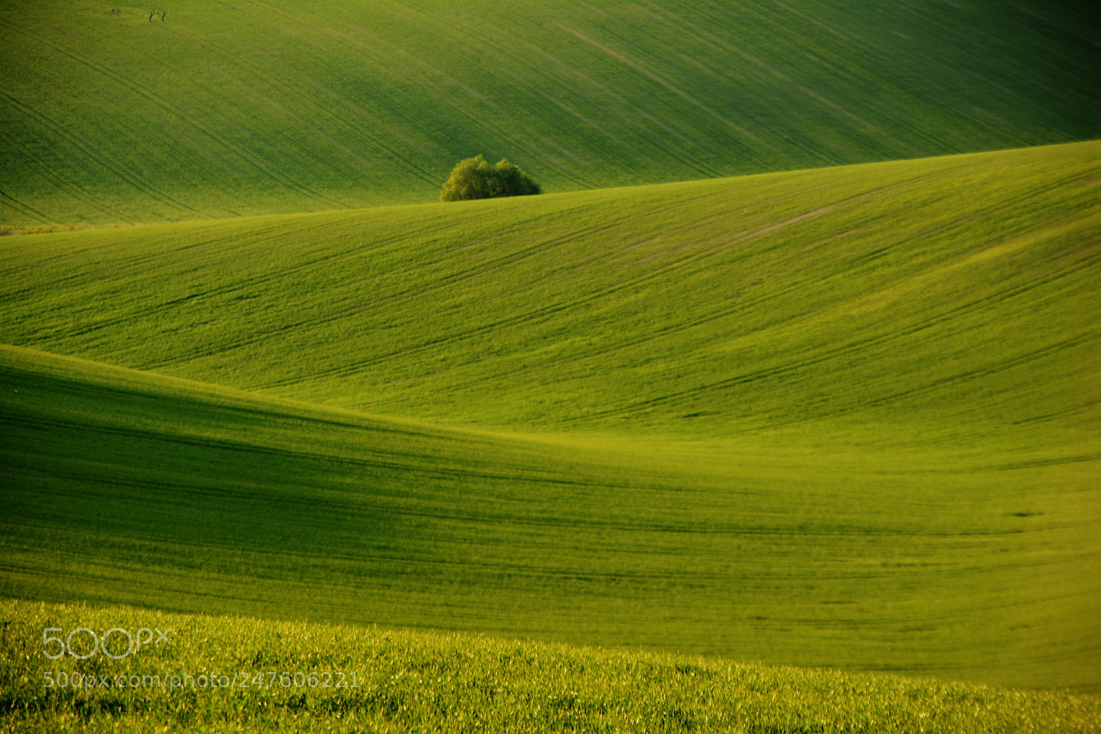 Nikon D7100 sample photo. Green spring photography