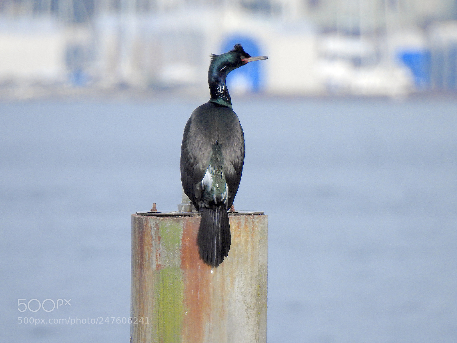 Nikon Coolpix P900 sample photo. Pelagic cormorant photography