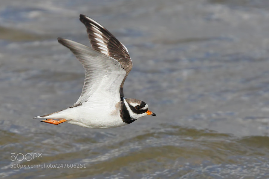 Canon EOS 7D Mark II sample photo. Ringed plover photography