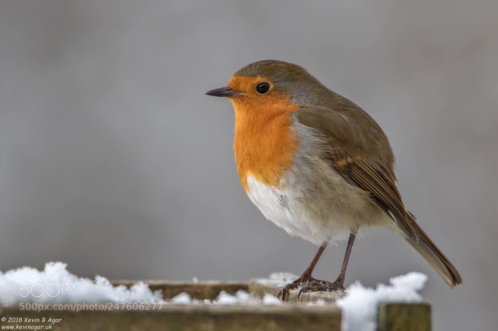 Canon EOS 7D Mark II sample photo. Robin, erithacus rubecula photography