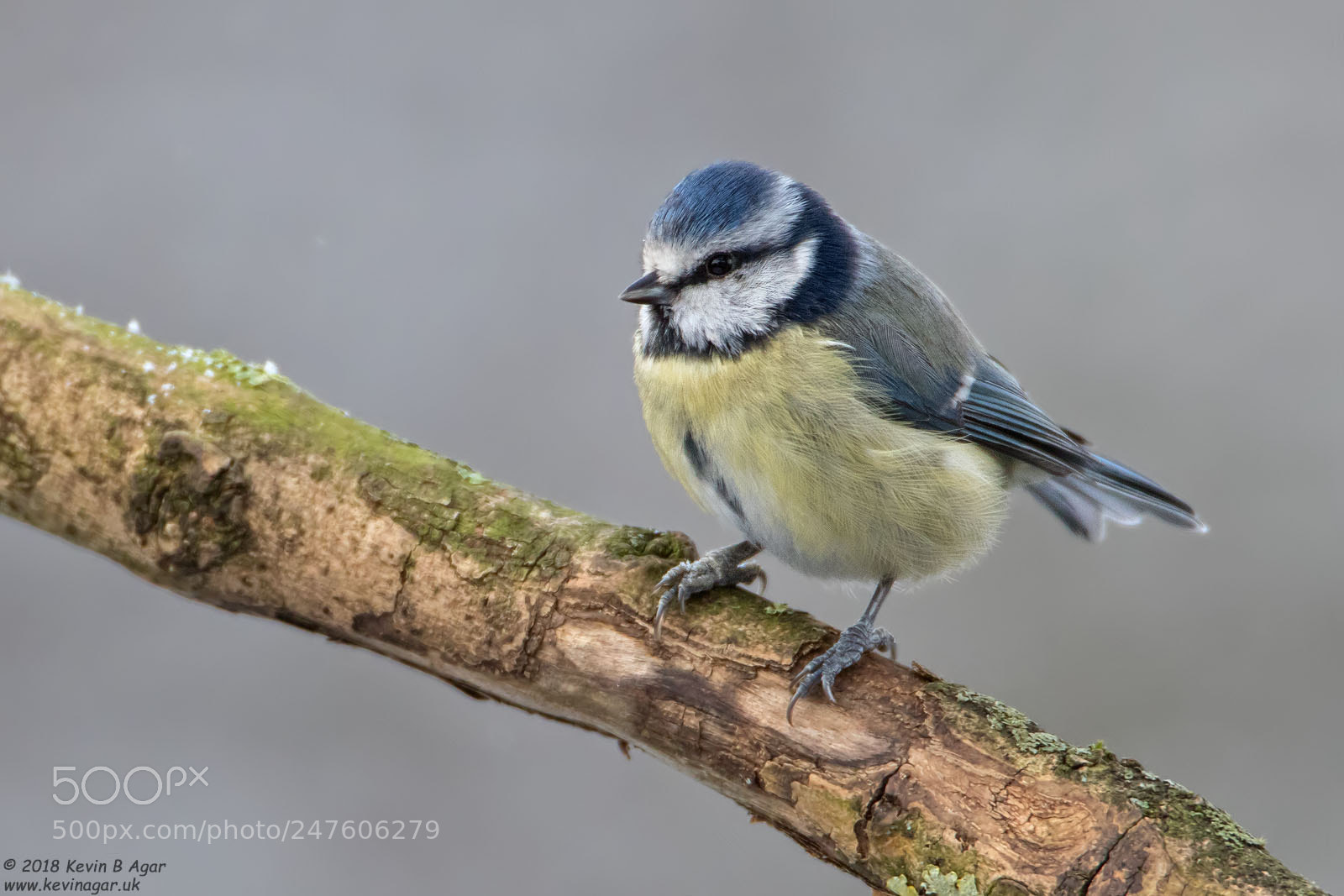 Canon EOS 7D Mark II sample photo. Blue tit, cyanistes caeruleus photography