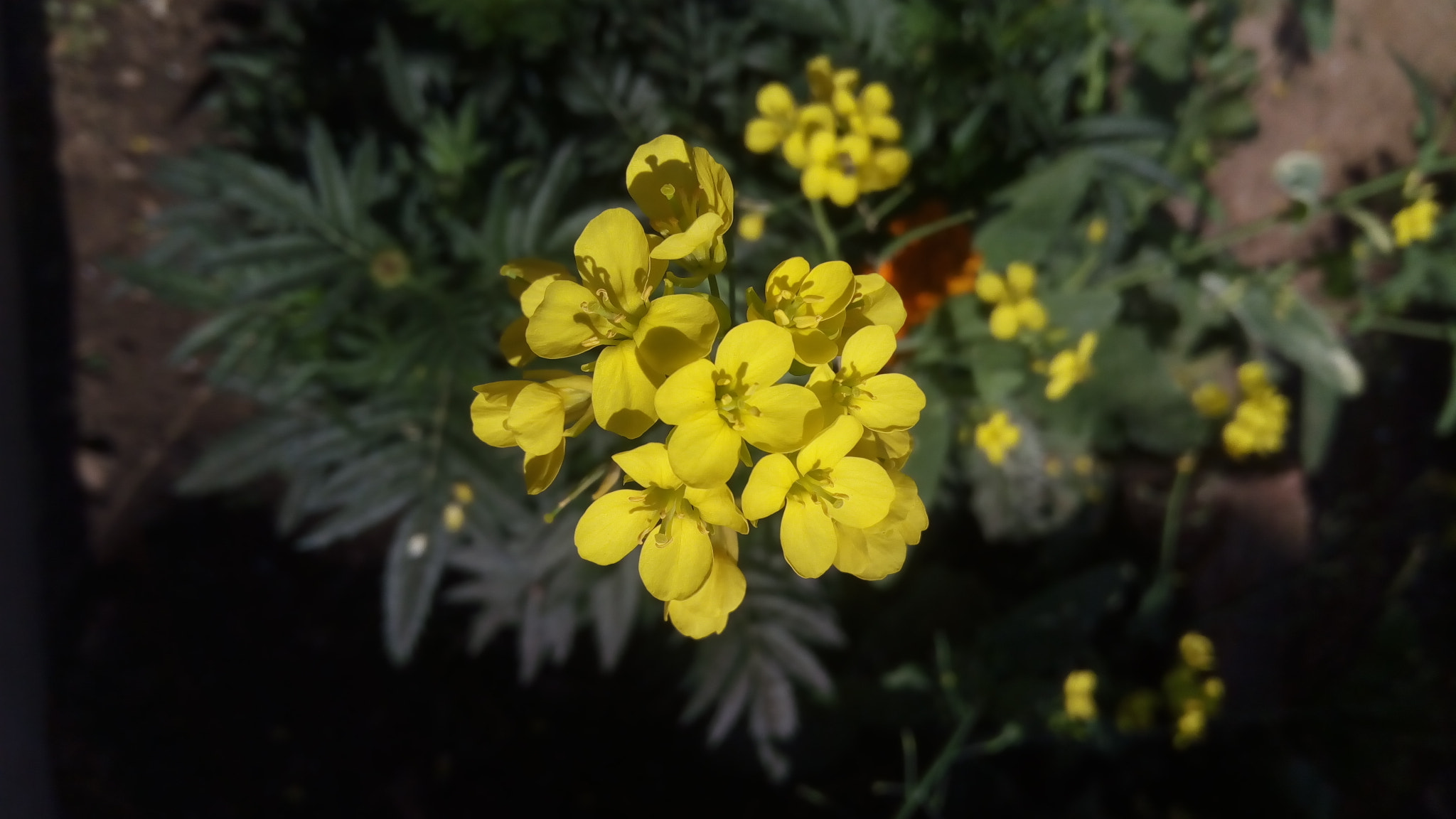 Lenovo VIBE X3 LITE sample photo