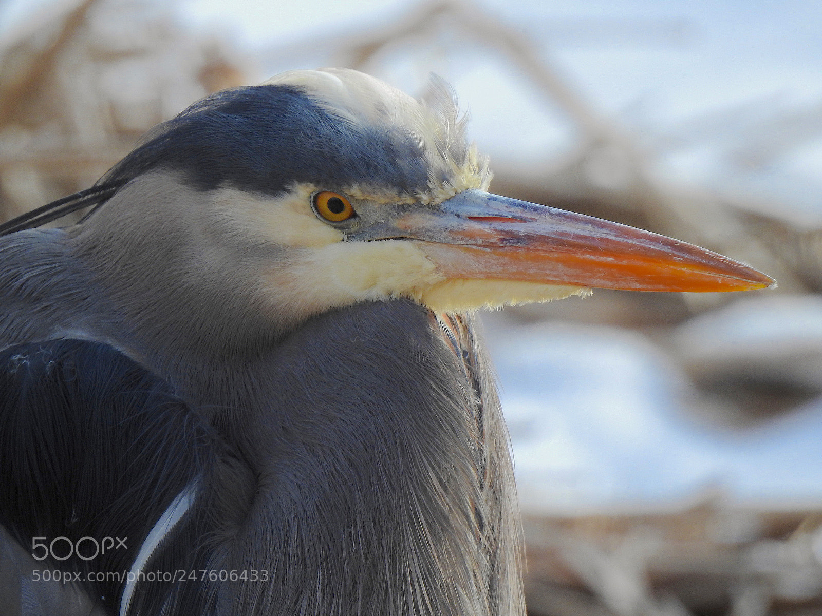 Nikon Coolpix P900 sample photo. Great blue heron photography