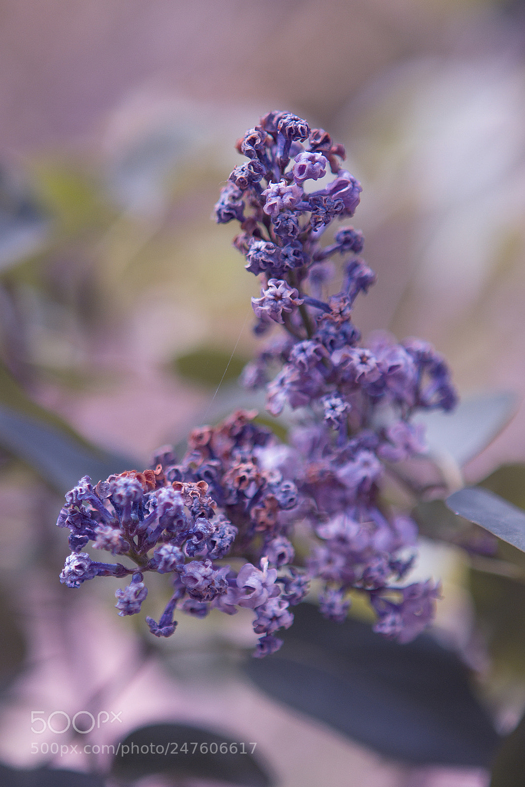 Canon EOS 60D sample photo. Untitled photography