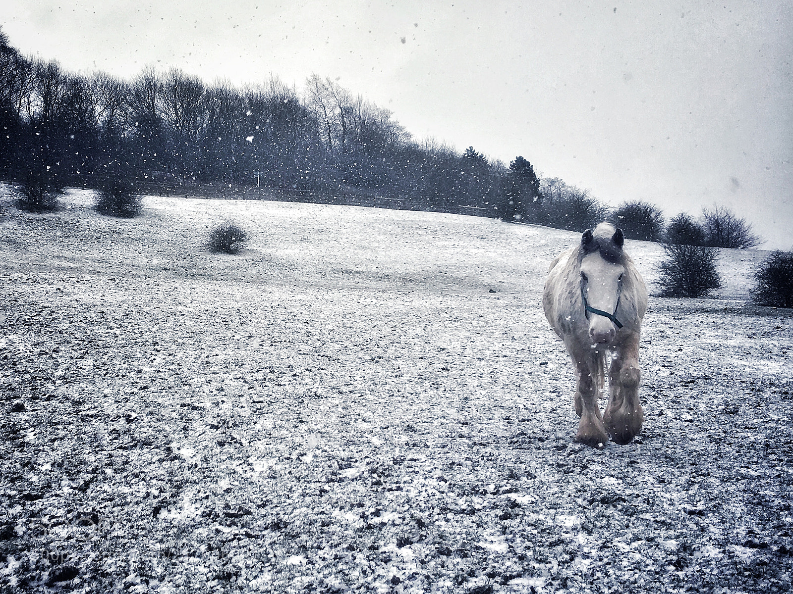 Apple iPhone 6s Plus sample photo. Snowy horse uk photography