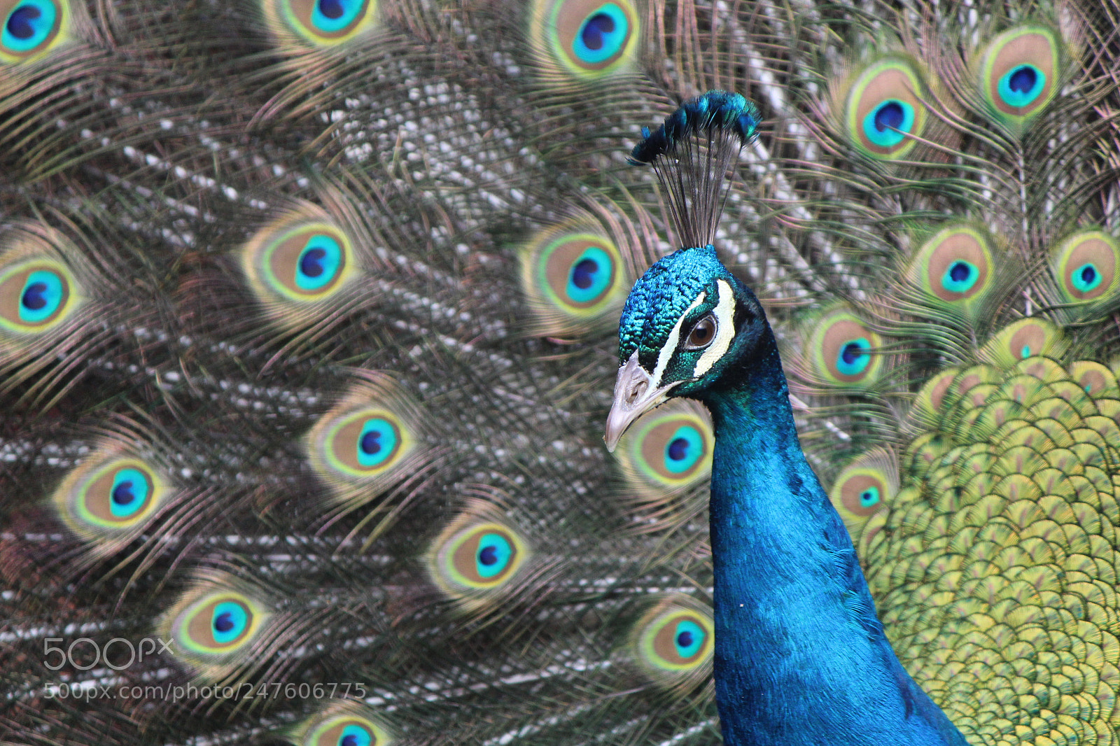 Canon EF-S 55-250mm F4-5.6 IS II sample photo. Proud blue boy photography
