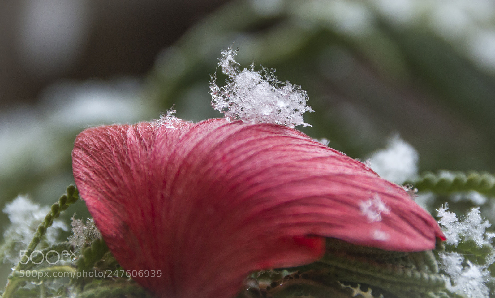 Nikon D3200 sample photo. Snowflake photography