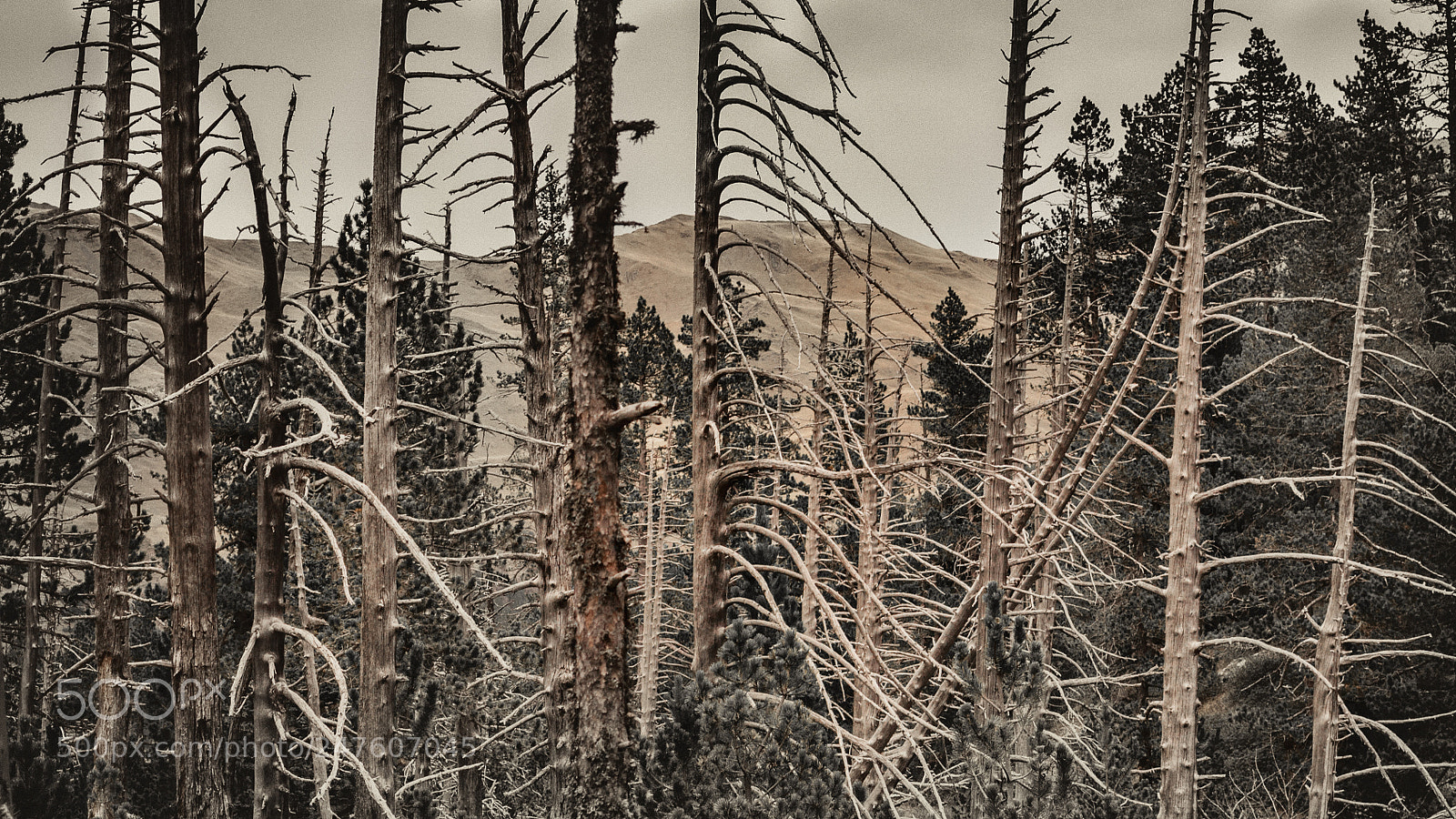 Nikon D5000 sample photo. Naturaleza muerta photography