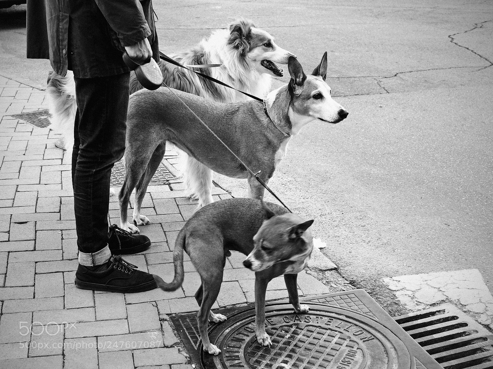 Olympus OM-D E-M10 II sample photo. Los tres mosqueperros photography