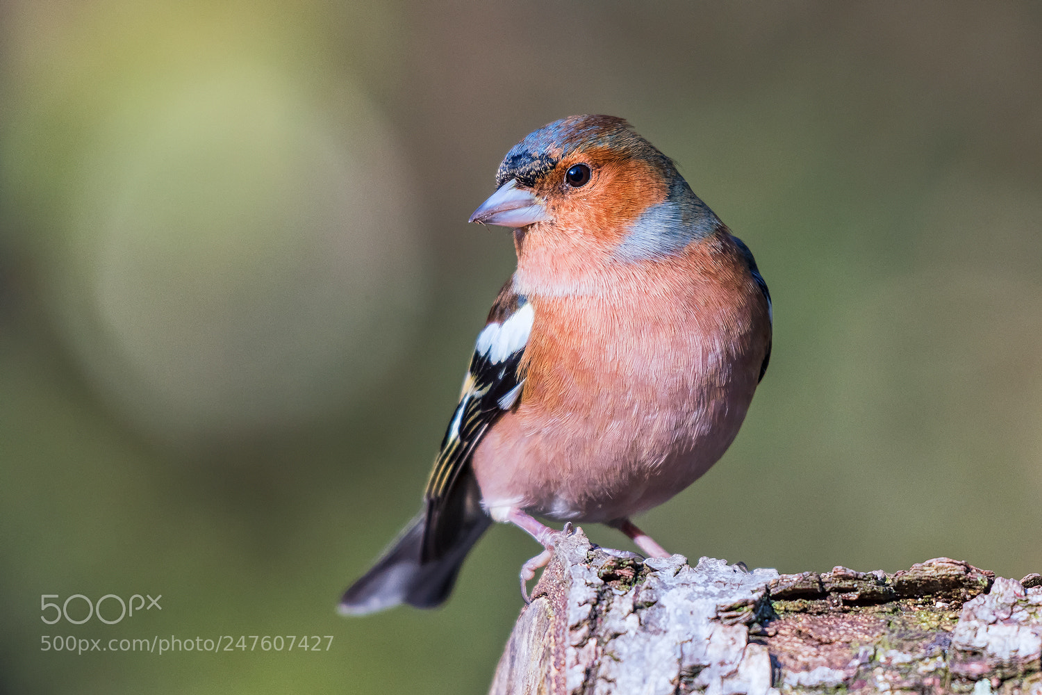 Nikon D500 sample photo. Common chaffinch photography