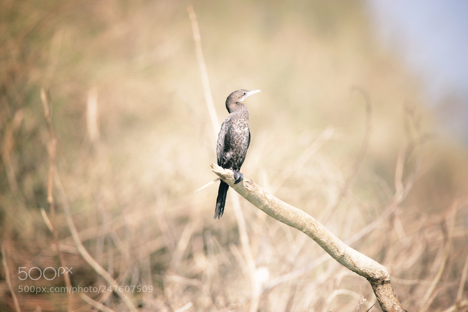 Nikon D610 sample photo. A cormorant basking under photography