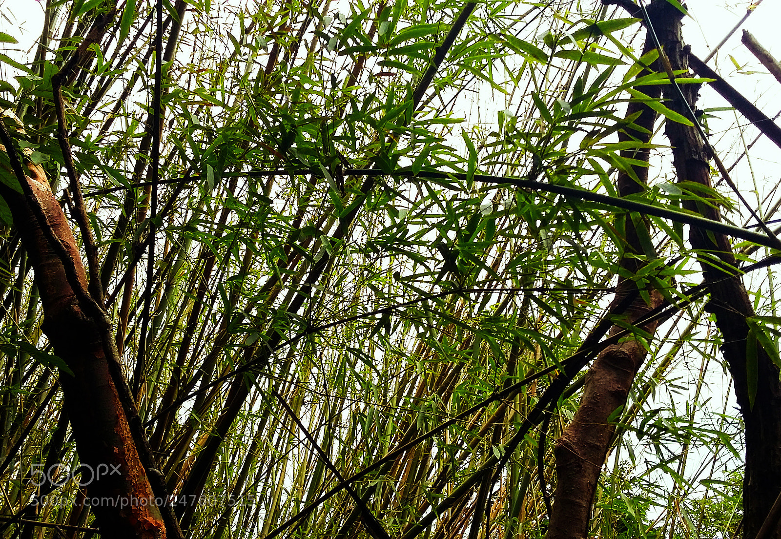 Samsung Galaxy A3 sample photo. Bambú photography
