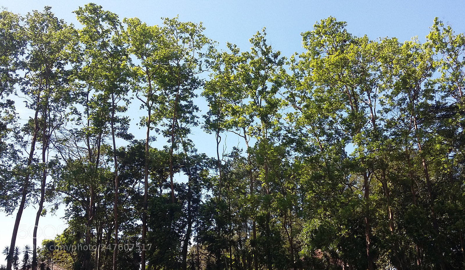 Samsung Galaxy A3 sample photo. árboles photography