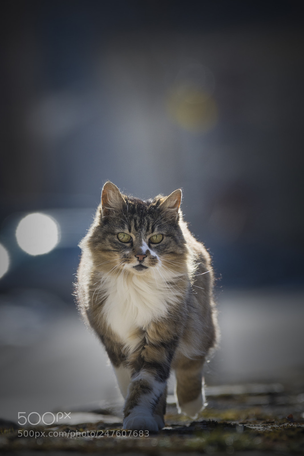 Nikon D7200 sample photo. Cat photography