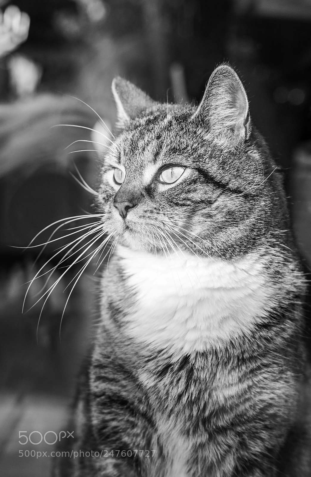 Sony ILCA-77M2 sample photo. Just a cat portrait photography