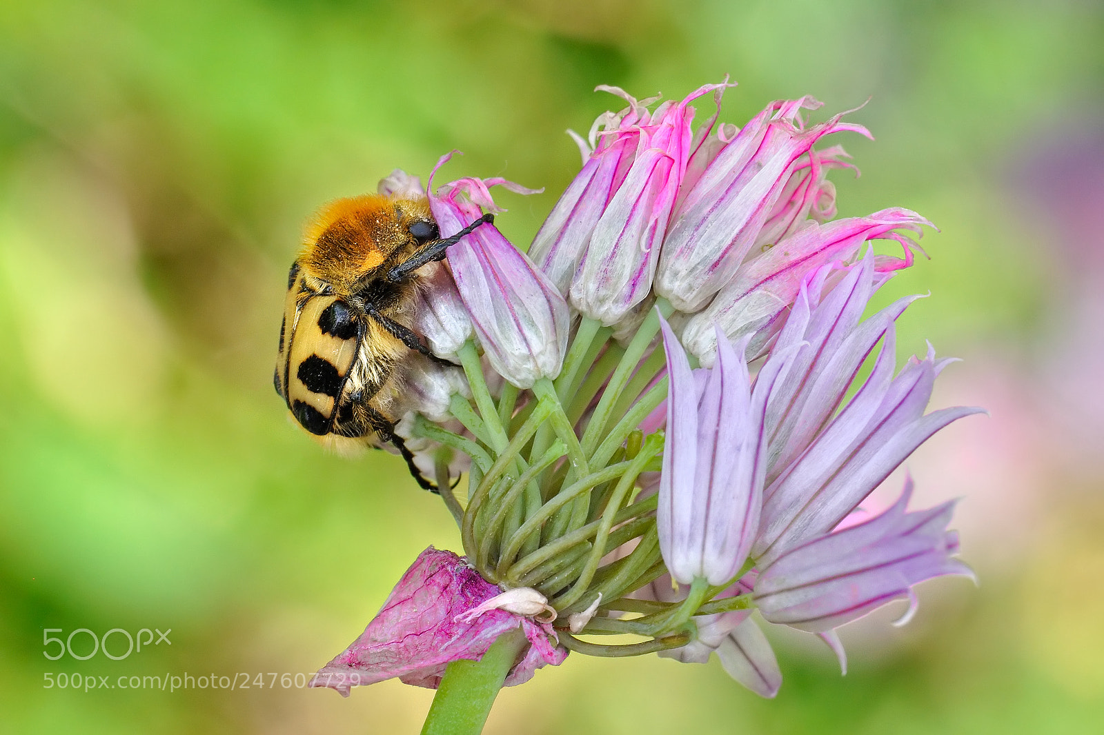 Nikon D90 sample photo. Trichius fasciatus photography