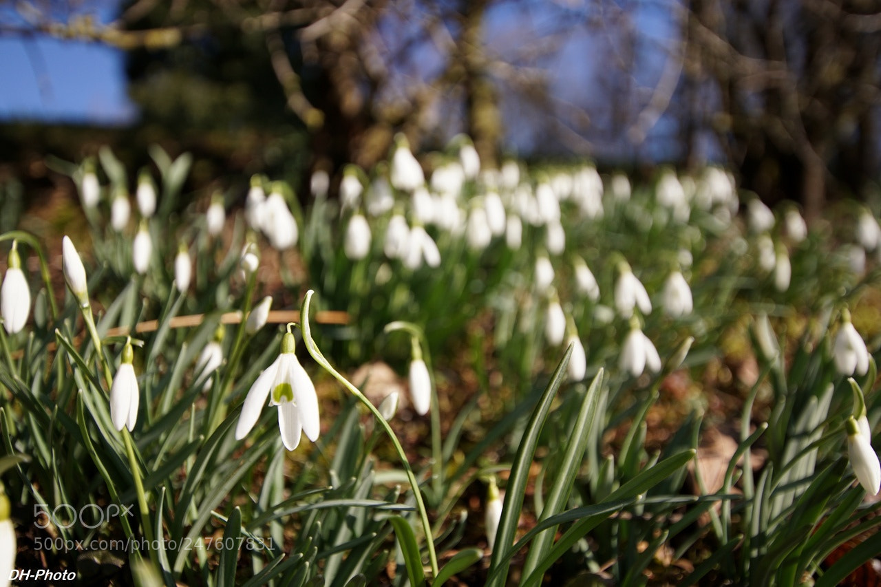 Sony ILCA-77M2 sample photo. Snowdrops enjoy the winter photography