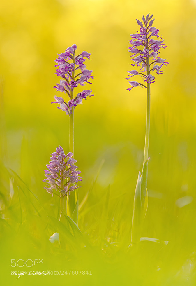 Nikon D7100 sample photo. Three orchids photography