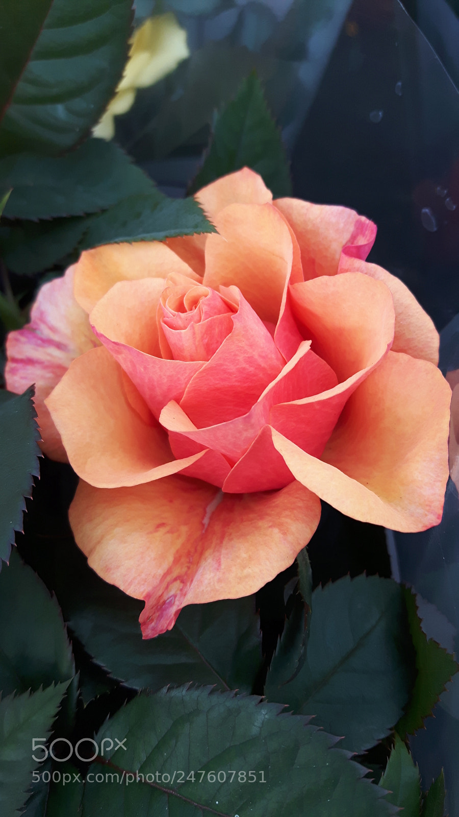 Samsung Galaxy S5 Neo sample photo. Rose photography