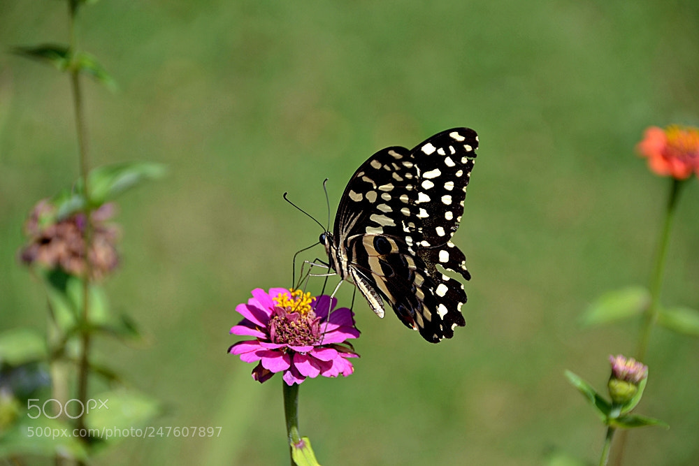 Nikon D3100 sample photo. Butterfly macro photography