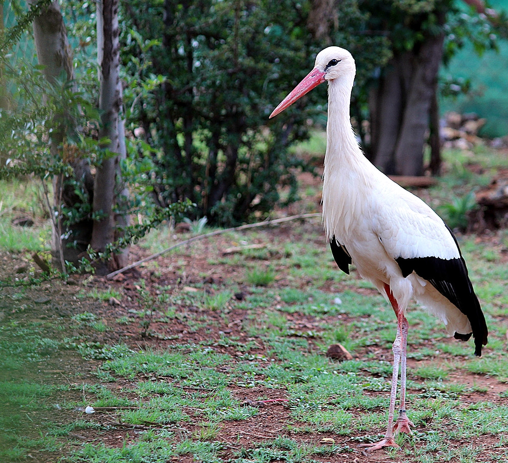 Canon EF-S 55-250mm F4-5.6 IS II sample photo. Stork photography