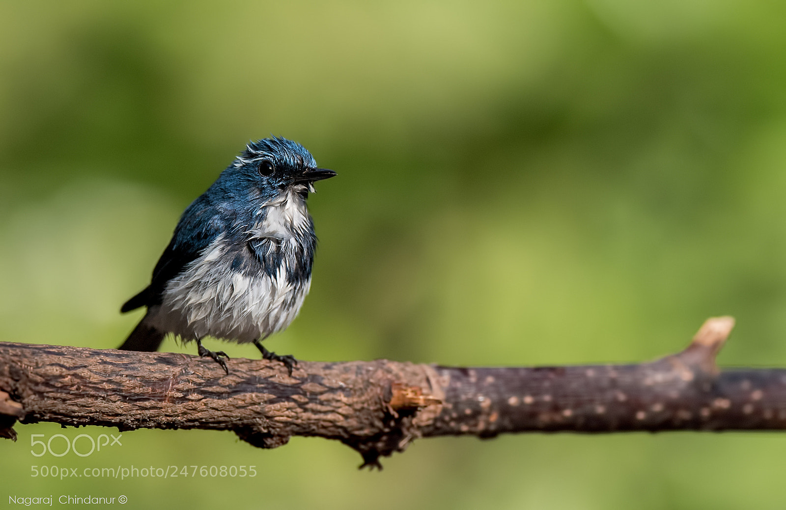Nikon D5 sample photo. Ultramarine flycatcher photography