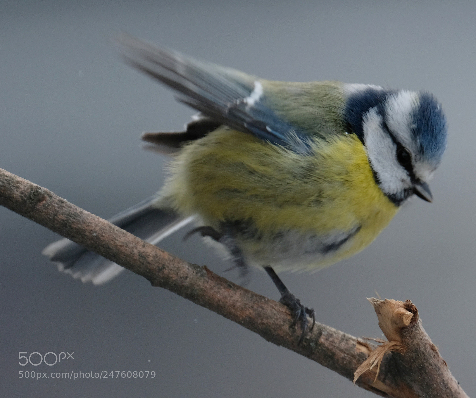 Fujifilm X-T2 sample photo. Blue tit with winter photography
