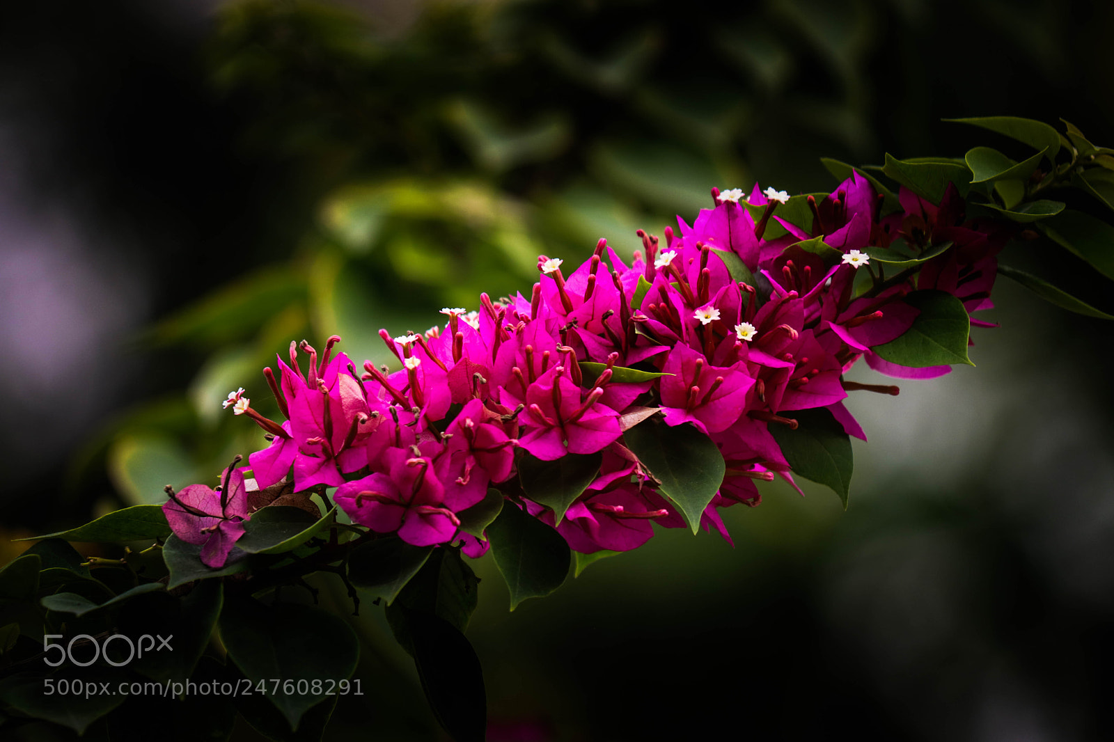 Canon EOS 80D sample photo. Pinky flowers photography