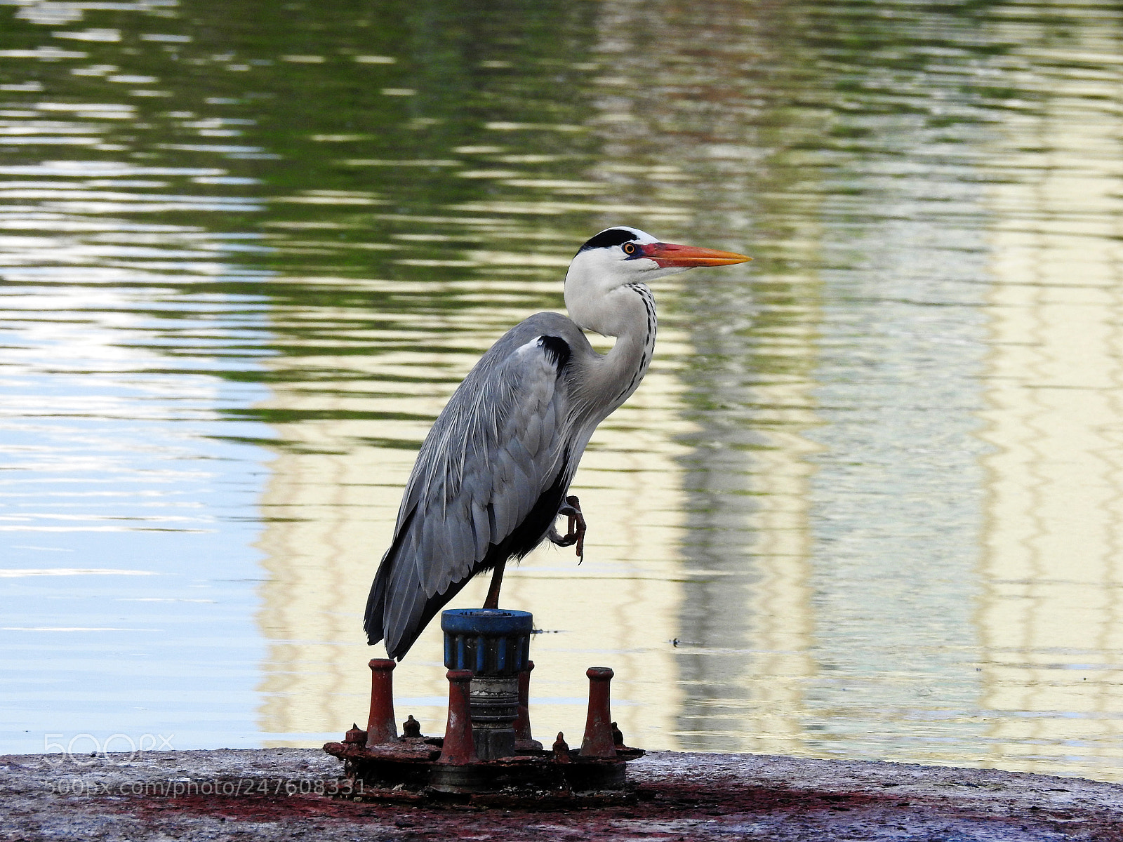 Nikon Coolpix P900 sample photo. Grey heron photography