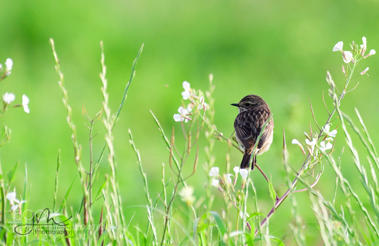 Nikon D500 sample photo. Stone chat photography