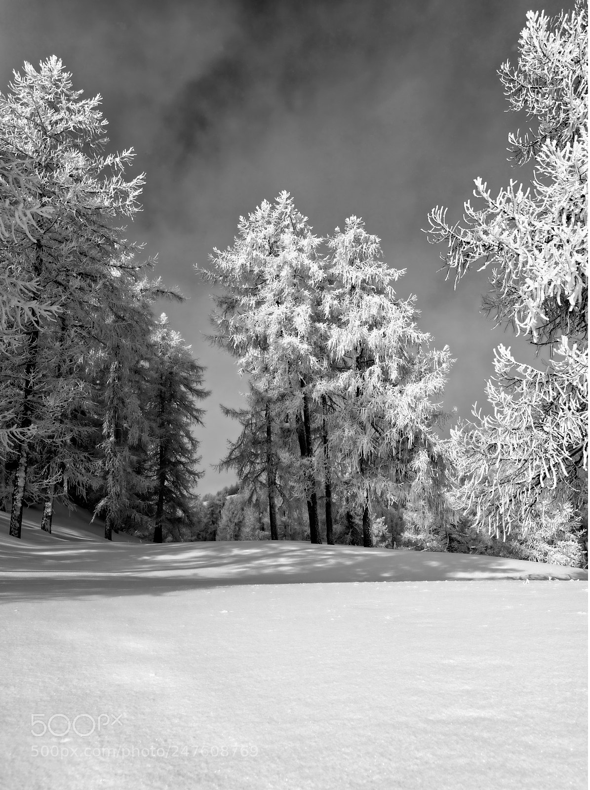 Nikon D800 sample photo. White winter in b photography