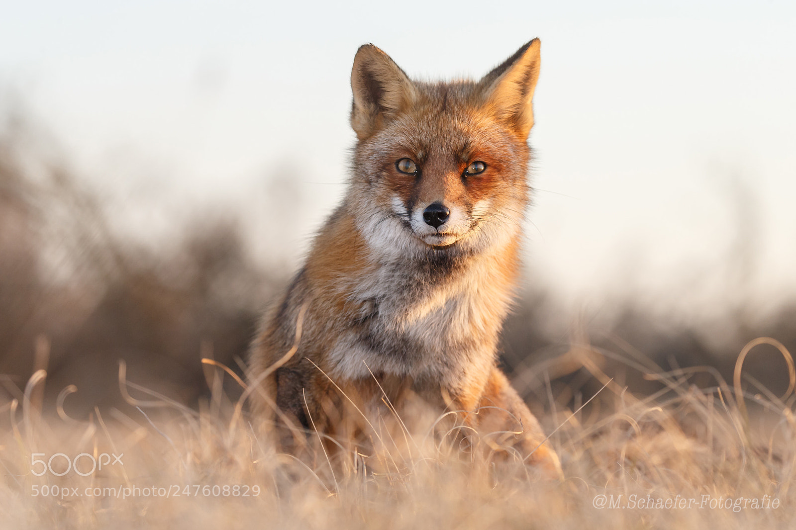 Canon EOS-1D X sample photo. Frontal `fox photography