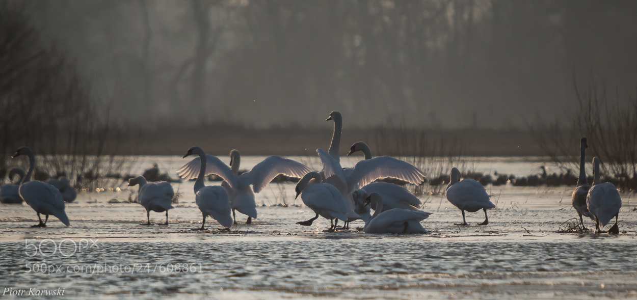 Pentax K-50 sample photo. From afar photography
