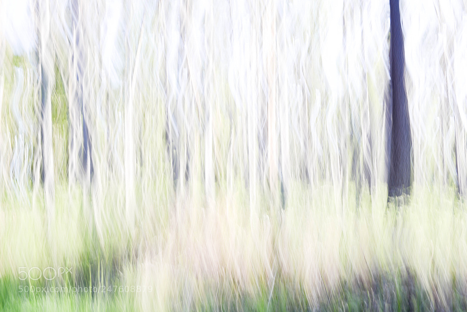 Nikon D600 sample photo. Foret blanche photography