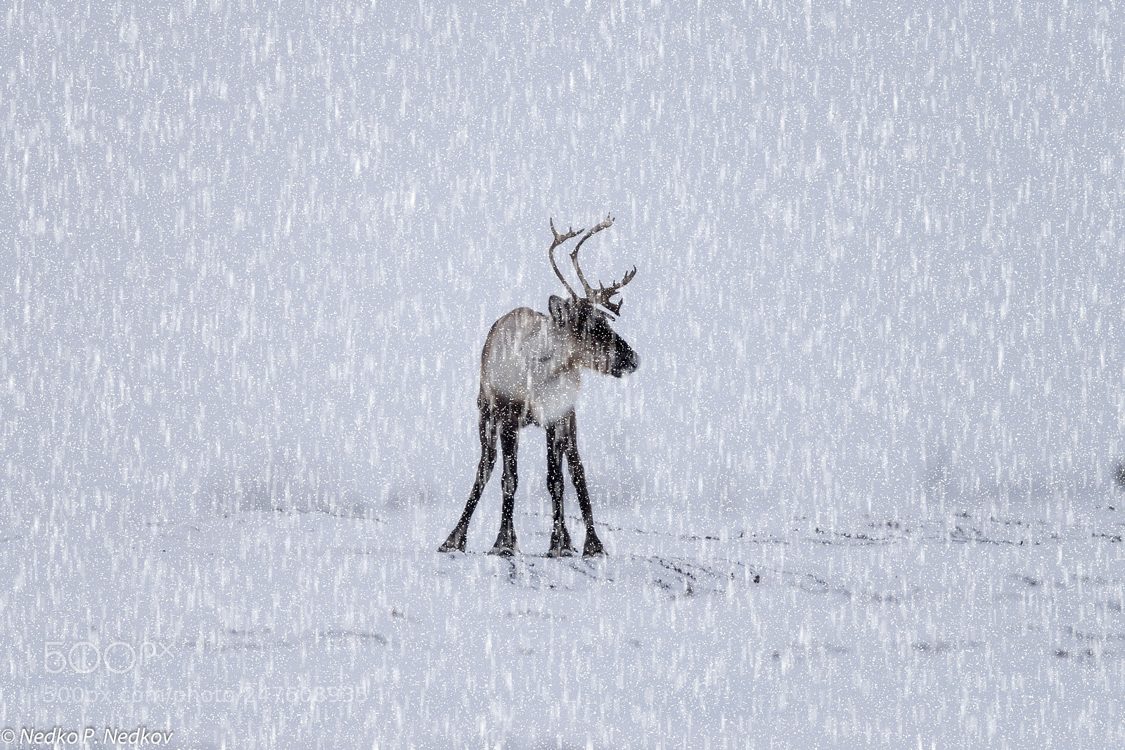 Nikon D5 sample photo. Caribou photography