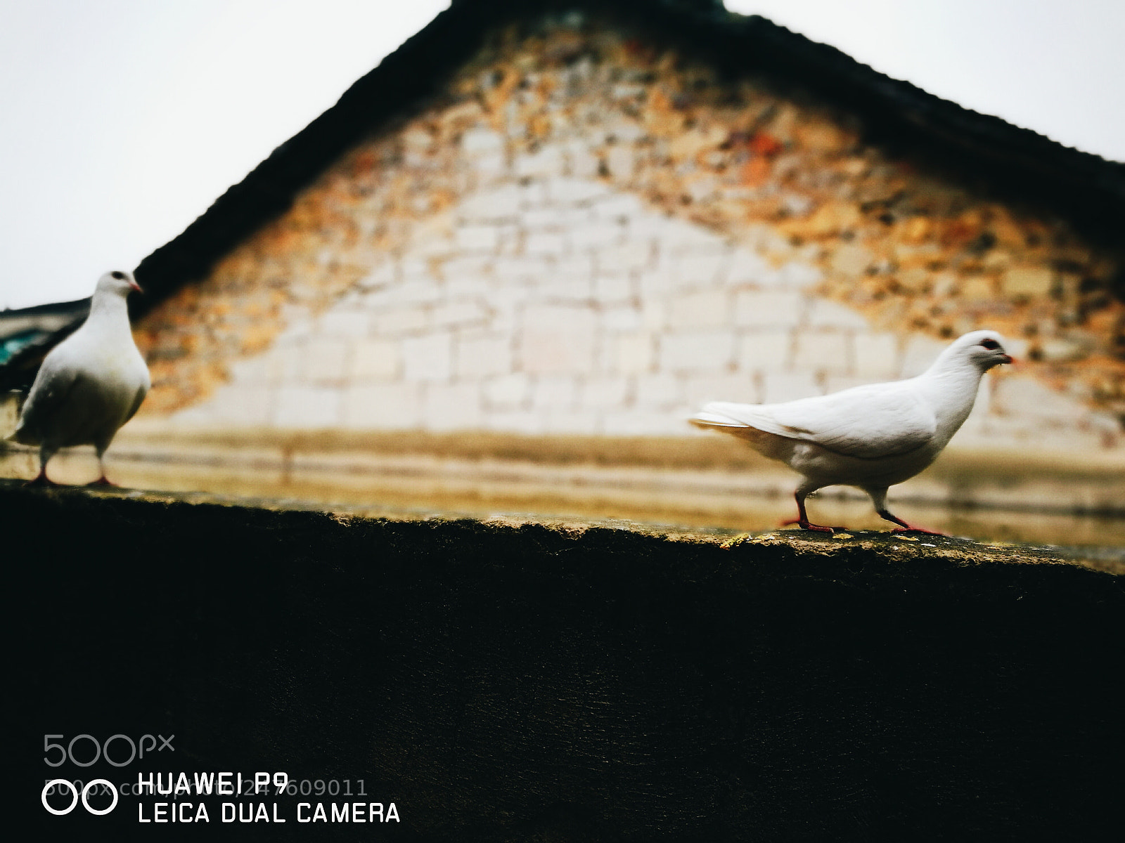 HUAWEI P9 sample photo. 世界和平 photography
