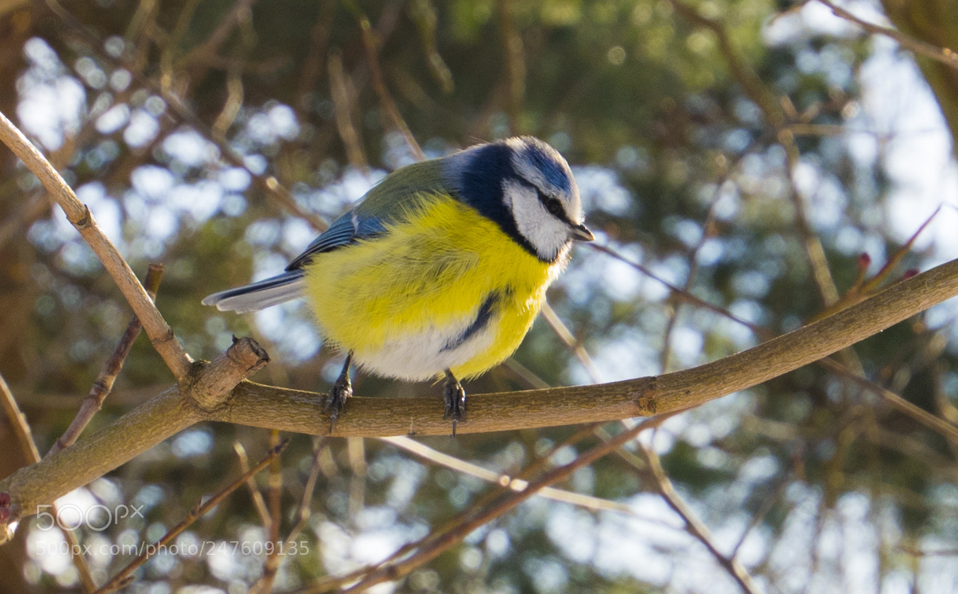 Nikon D850 sample photo. Enjoy the sunshine photography