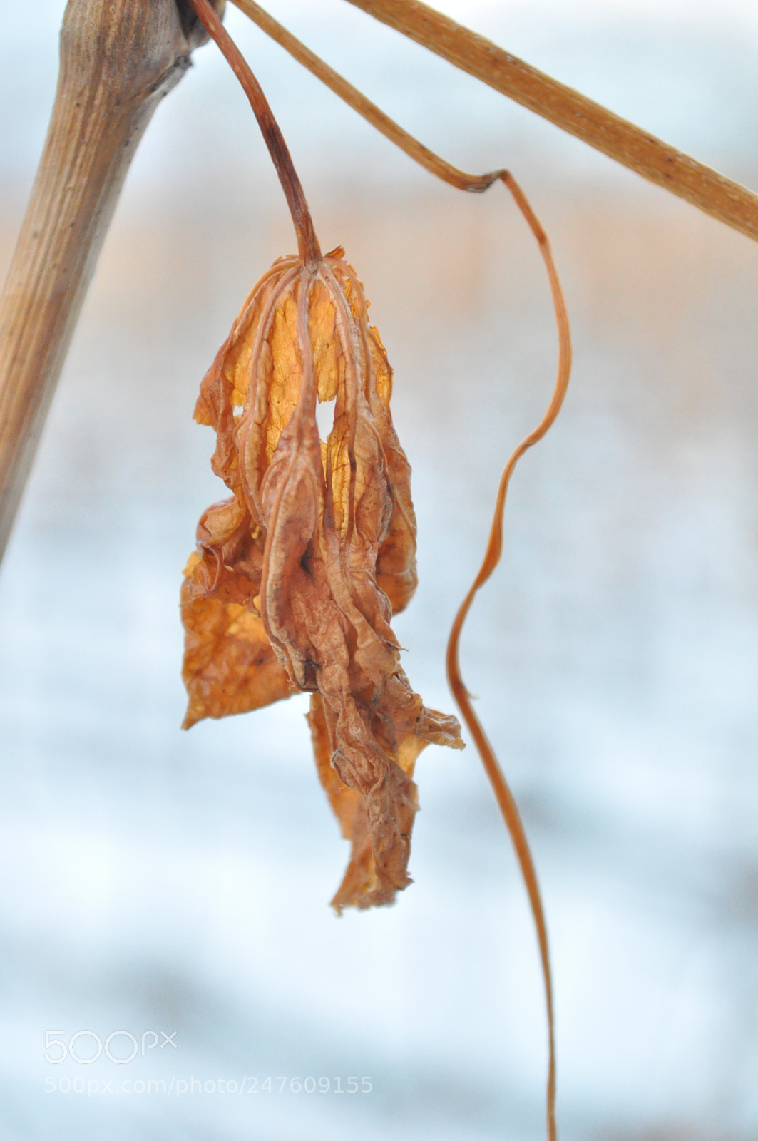 Nikon D5000 sample photo. Leaf of vine grape photography