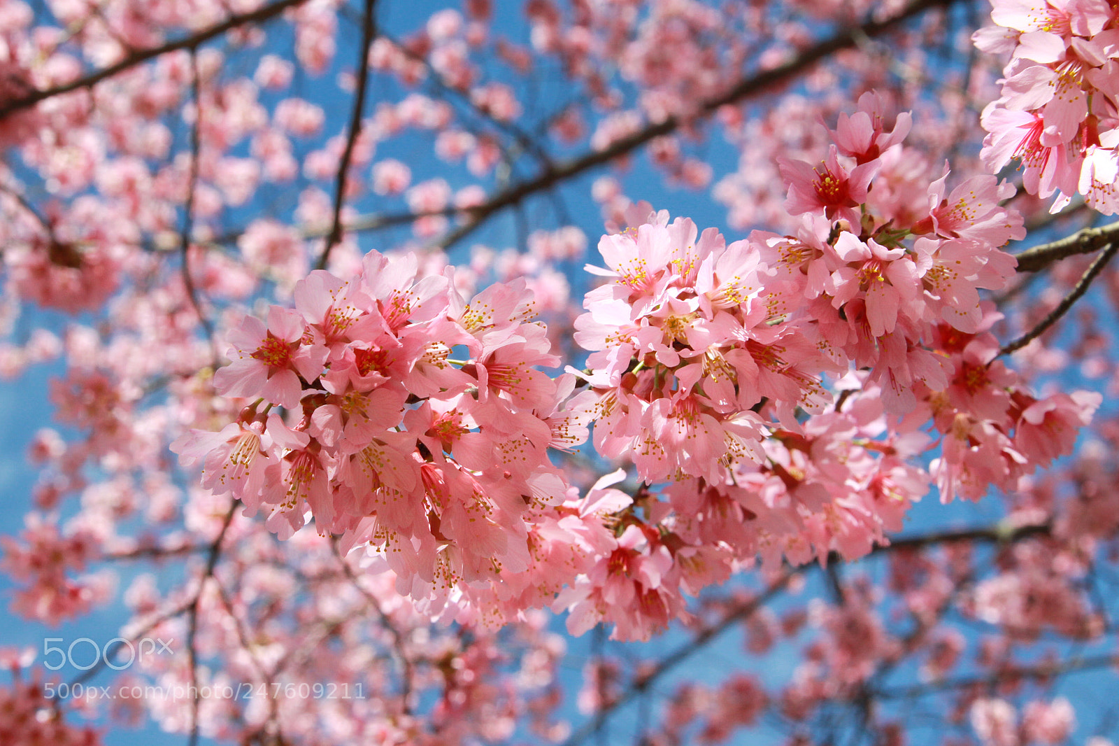 Canon EOS 50D sample photo. Cherry blossom in atlanta photography