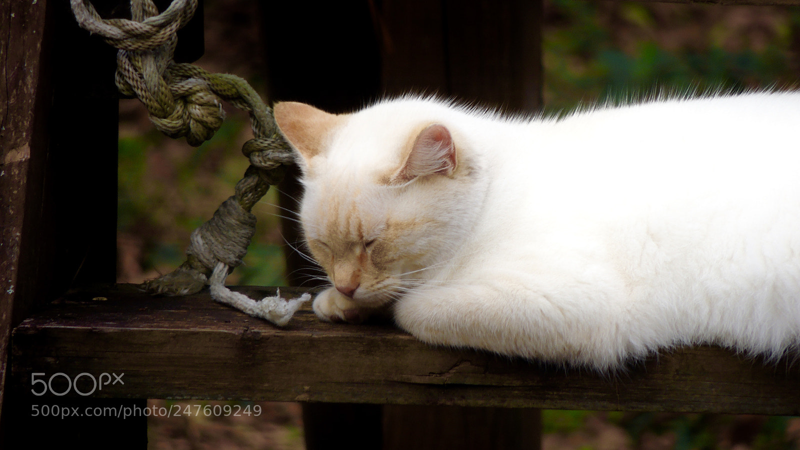 Nikon Coolpix P510 sample photo. Kitty taking a sleep photography
