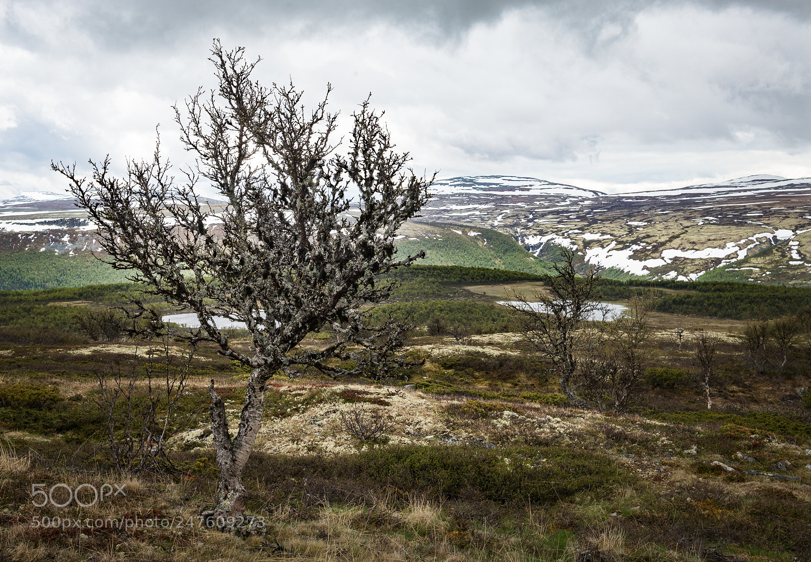 Nikon D610 sample photo. Lone tree photography